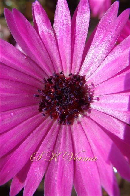   Stamens